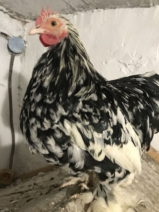 Продам півні мрамурні