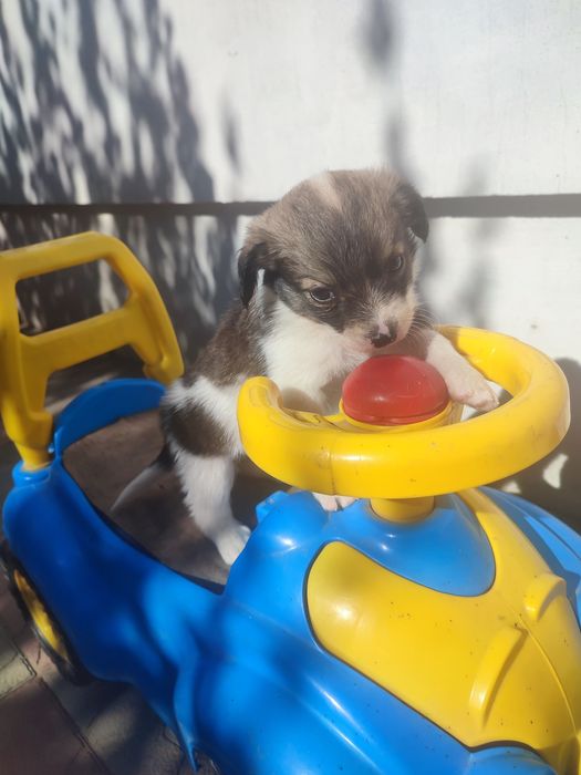 Віддам щянята цуценята маленькі песики