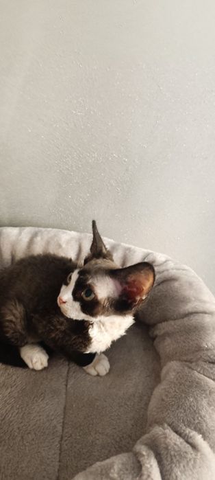 Kocurek Devon Rex FPL