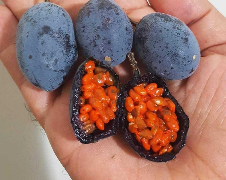 Maracuja Morifolia