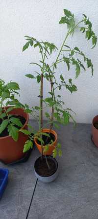 Pomidory sadzonka gałazkowe