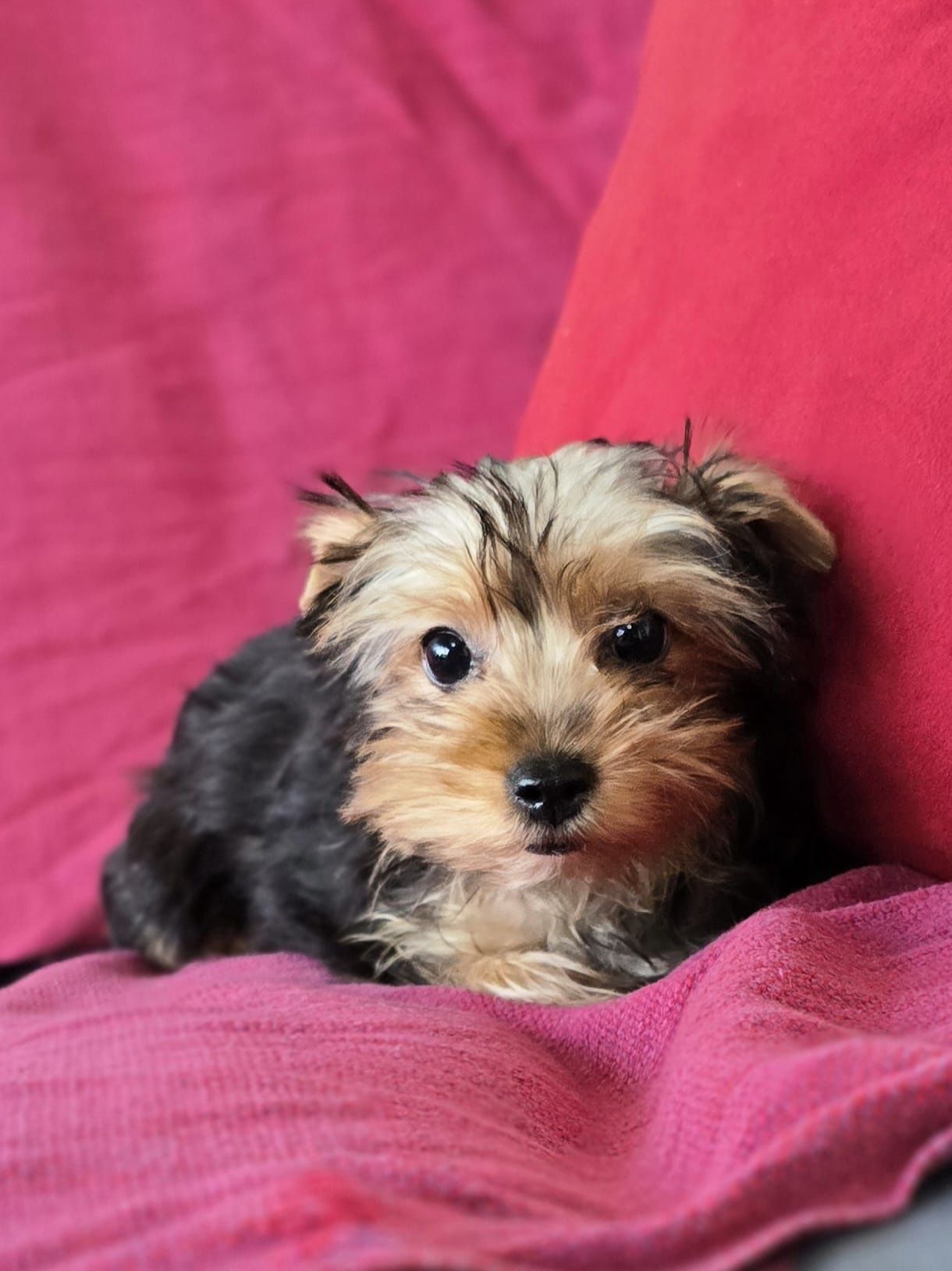 Suczka mini Yorkshire terrier