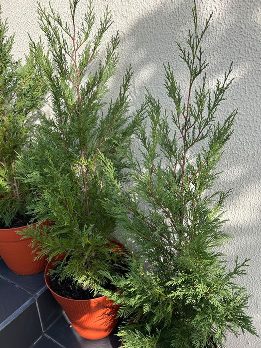 Vendo cedros para jardim