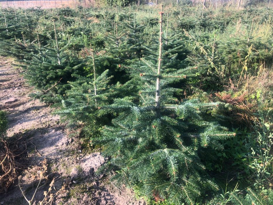 Jodła kaukaska doniczkowa 1/1.5 hurt detal