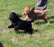 Cocker spaniel angielski hybryda