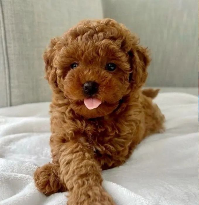 Віп малюк той пудель ,