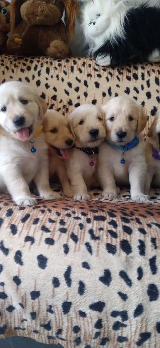 Готовы к продаже малыши будут с документами клуба УКФ