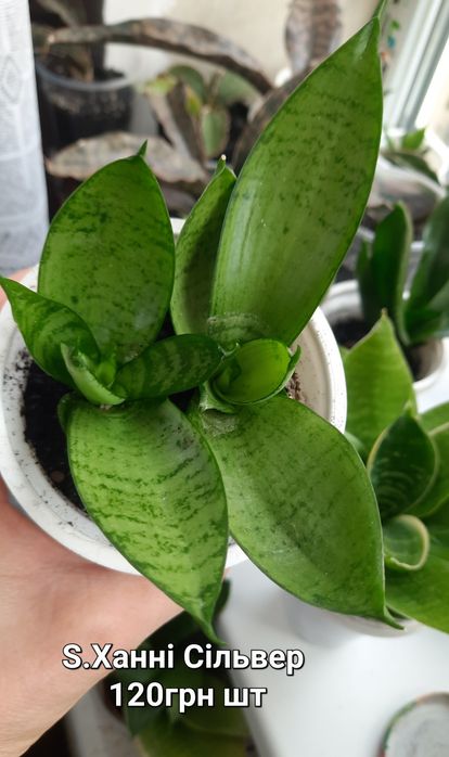 Сансевієрії. Домашні дітки