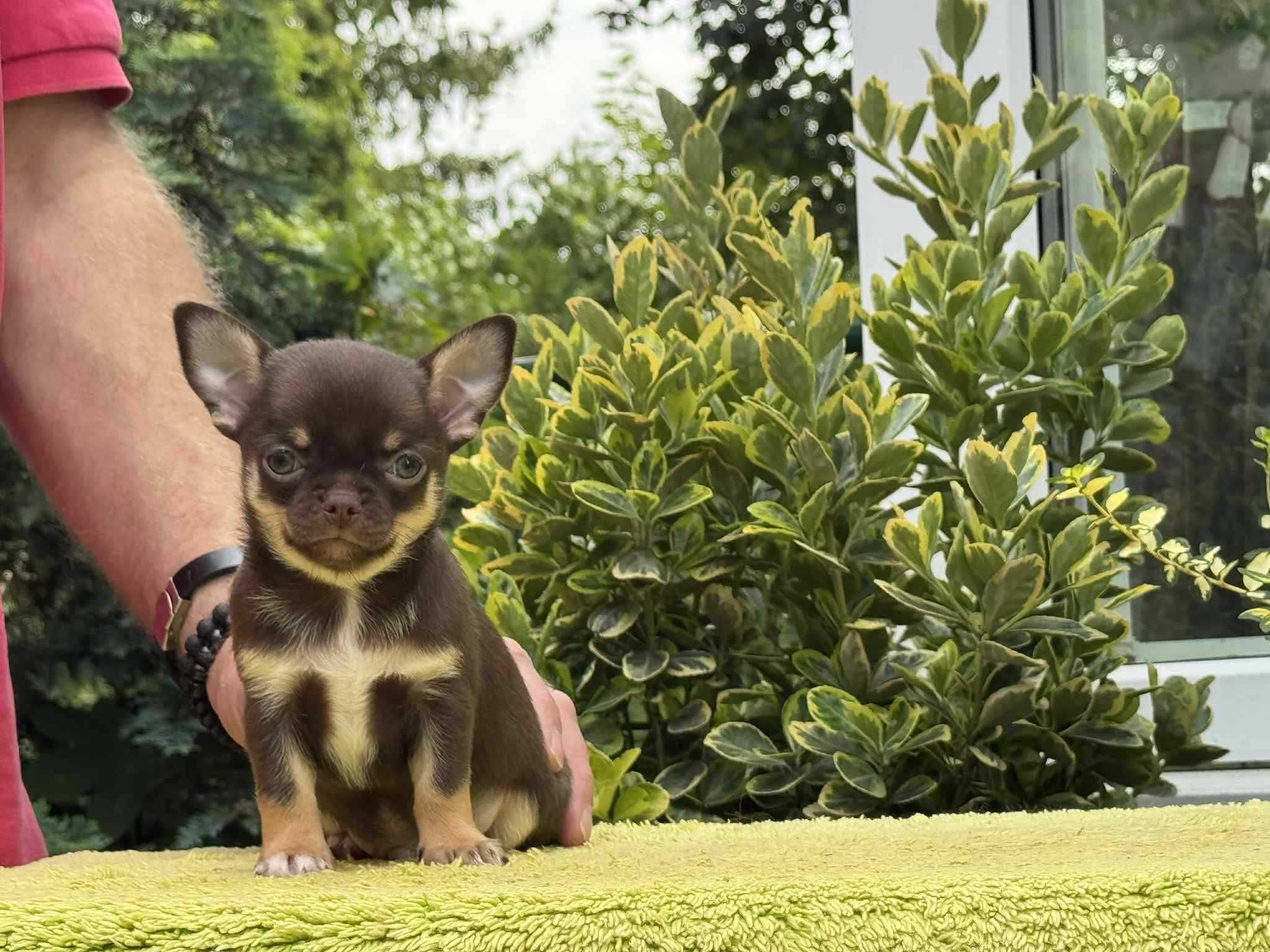 Chihuahua - Cudny krótkowłosy czekoladowy chłopczyk - ZKwP/FCI