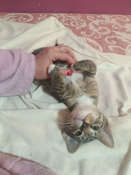 Mały kociak cudo słodkie Lafi do adopcji