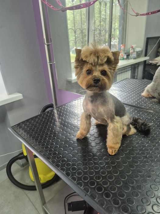 Стрижка собак (йорк, мальтипу и др.породы), Вишневое, Соф.Борщаговка