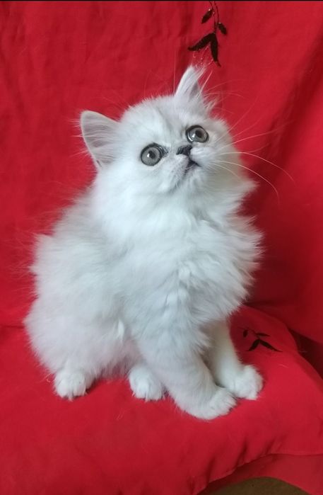 Серебристый котёнок девочка 2 месяца хайленд