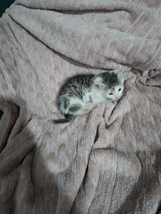 Oddam kotkę w dobre ręce