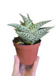 Aloe variegata Tribal Aloes 10 cm