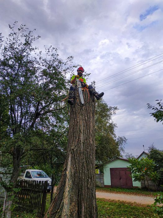 Зрізання аварійних дерев