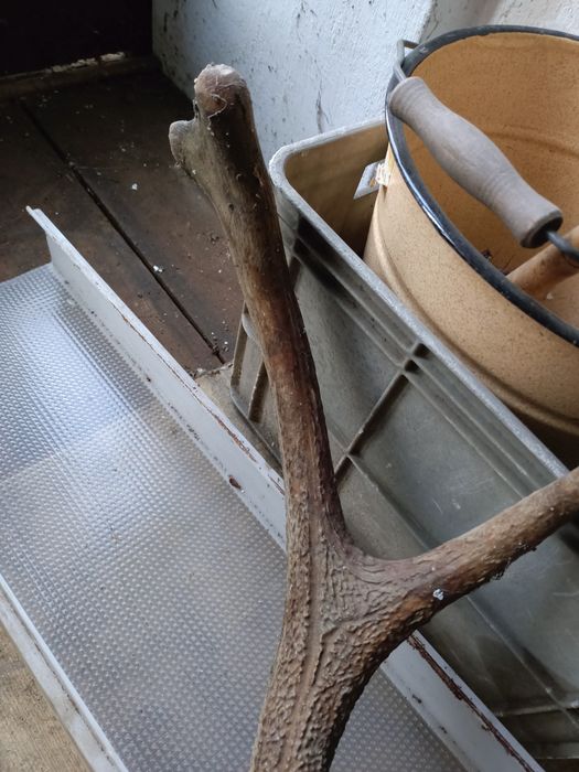 Poroże na desce poroża