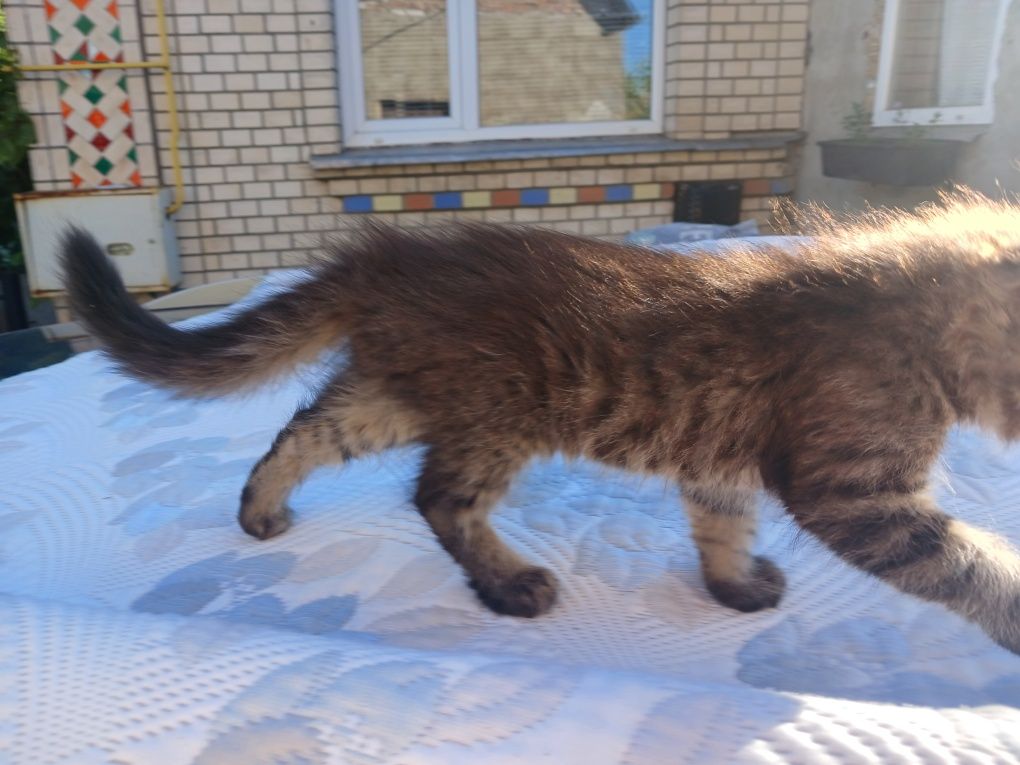 Віддам кошенят у добрі руки