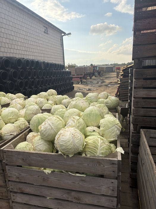 Kapusta sztkowana