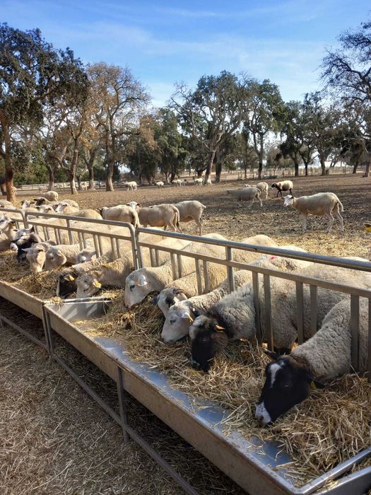 Vendo ovelhas INRA 401