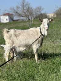 Продам Заанінську козу з двома козлятами