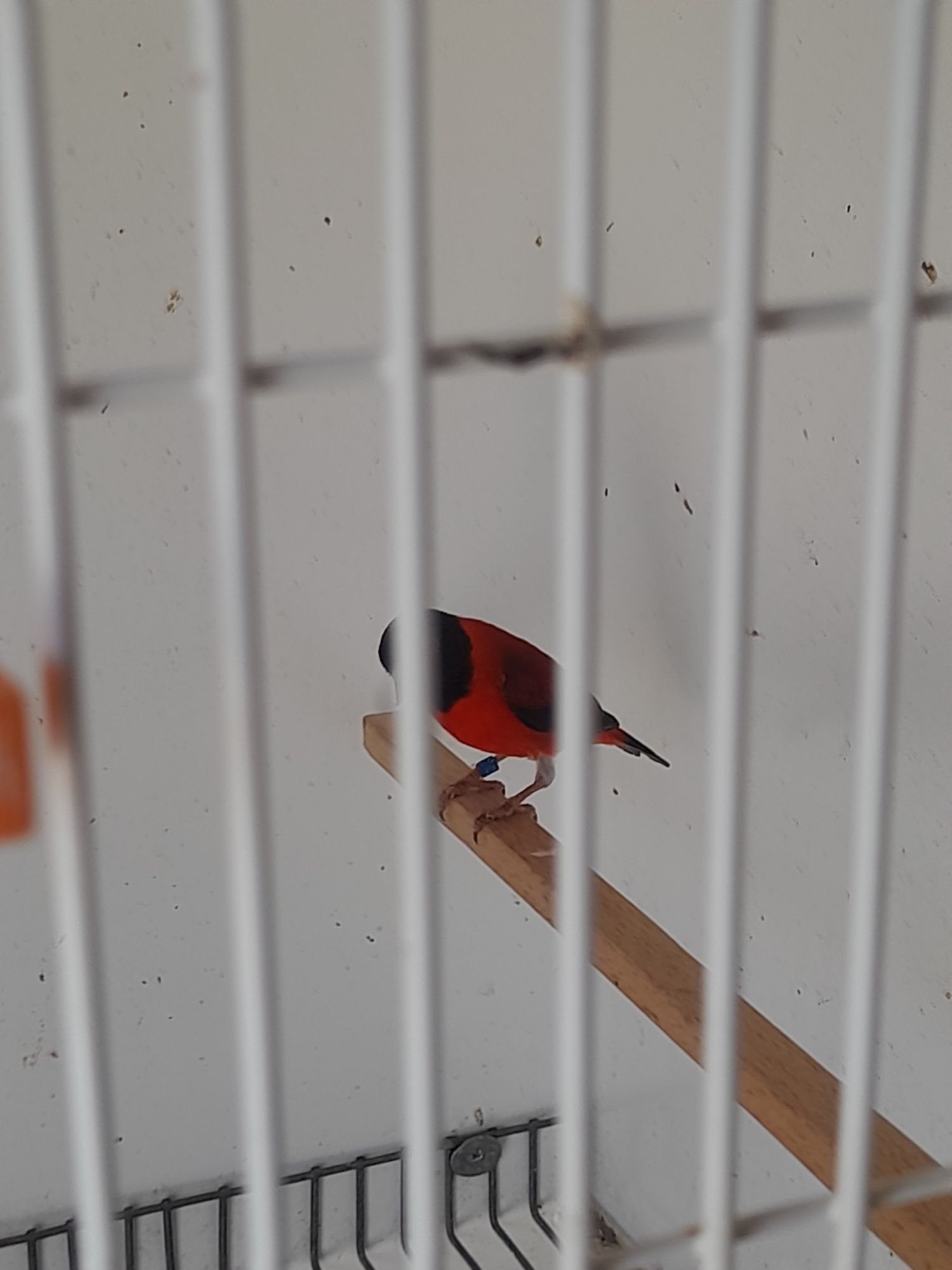 Cardinalitos da Venezuela