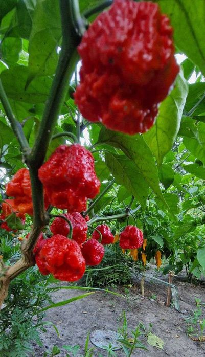 Семена Острый перец Carolina Reaper,Scorpion,Bhut Jolokia,Ghost Peach