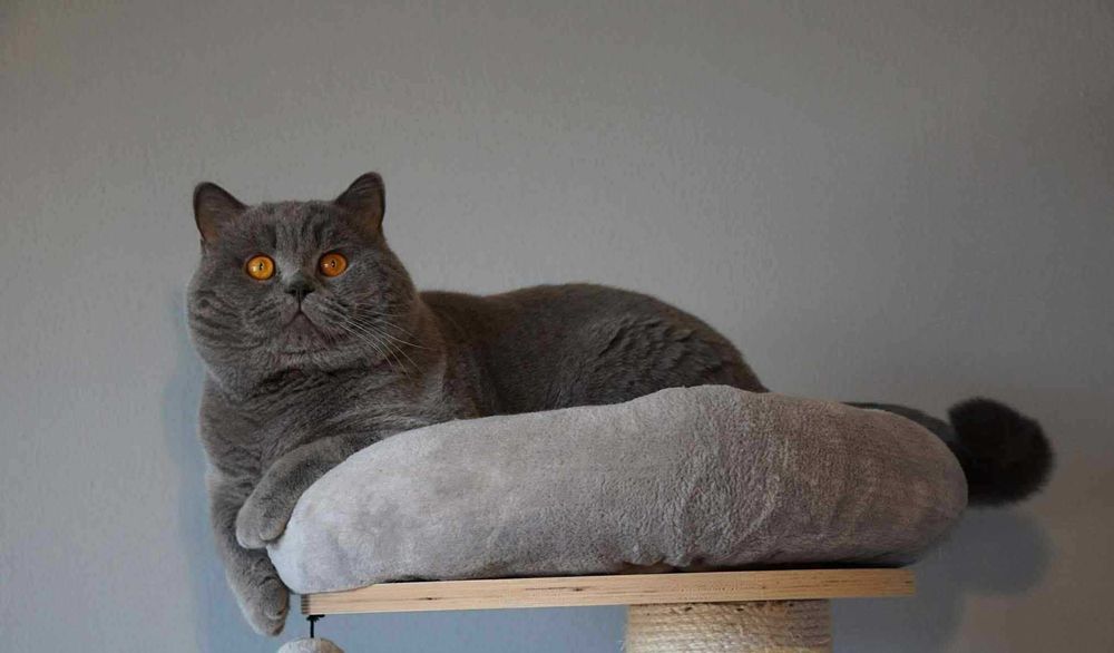 Reproduktory z tytułami Kocury Brytyjskie z Rosji oferta Krycia