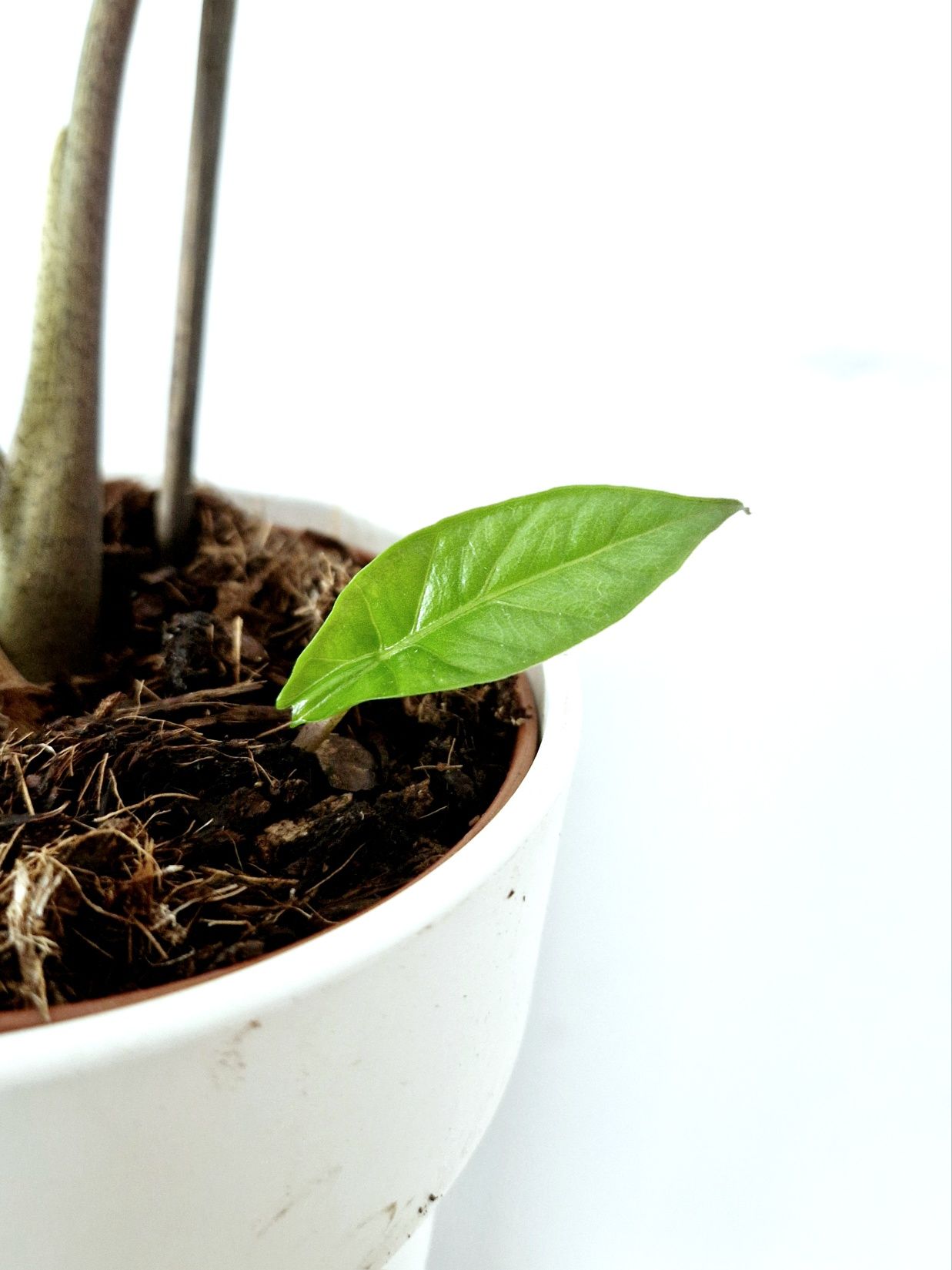 Alocasia Heterophylla