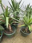 Yucca – A Planta Perfeita para Decoração