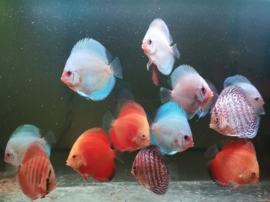 Paletki dyskowce (hodowla)