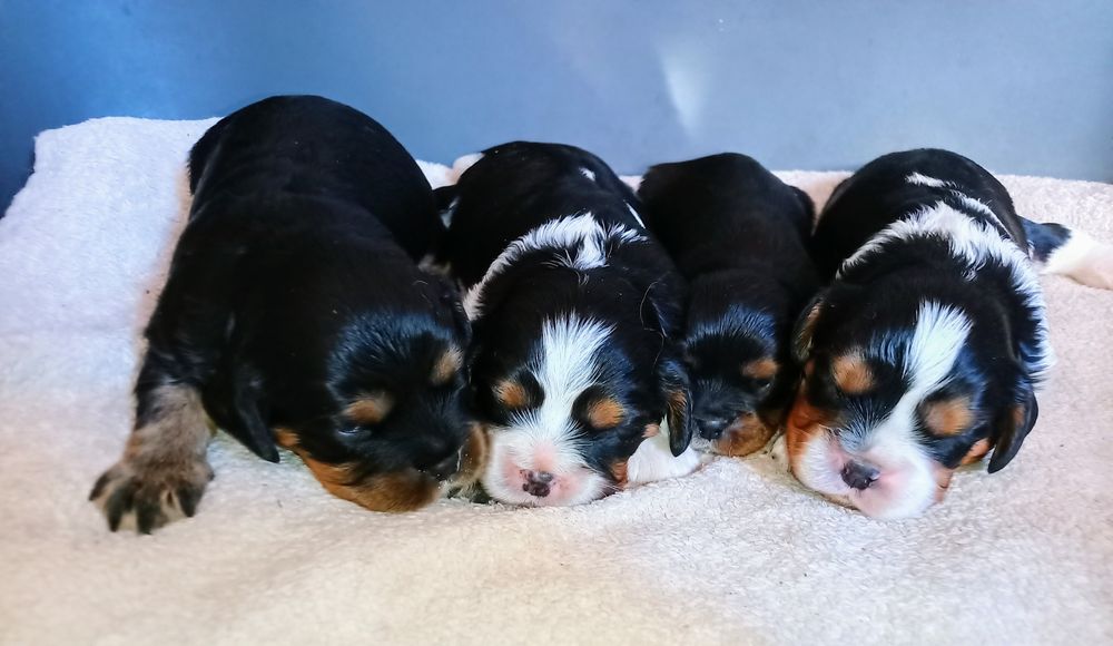 Szczenięta Cavalier King Charles Spaniel z rodowodem i wyprawką