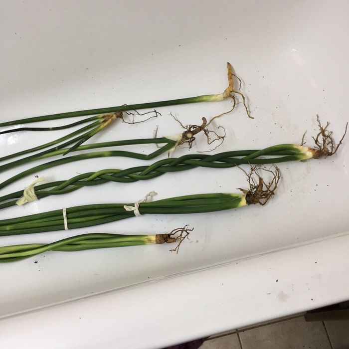 Растения Сансевьерия Трубчатая Sansevieria Francisii