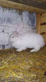 sprzedam kroliki