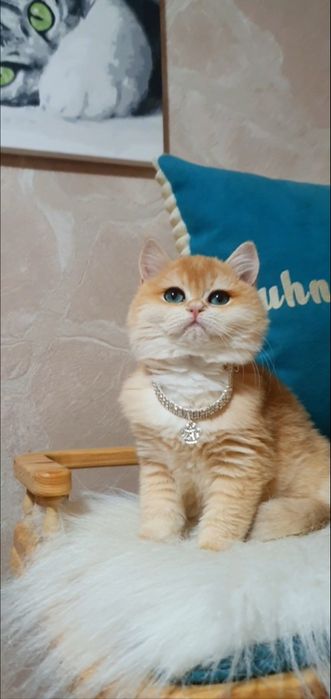 Золотой британский шиншилла ny12 котенок