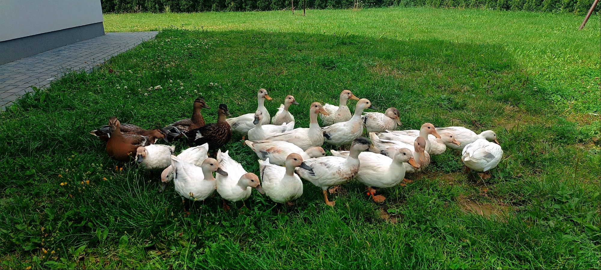 Kaczki Call Duck