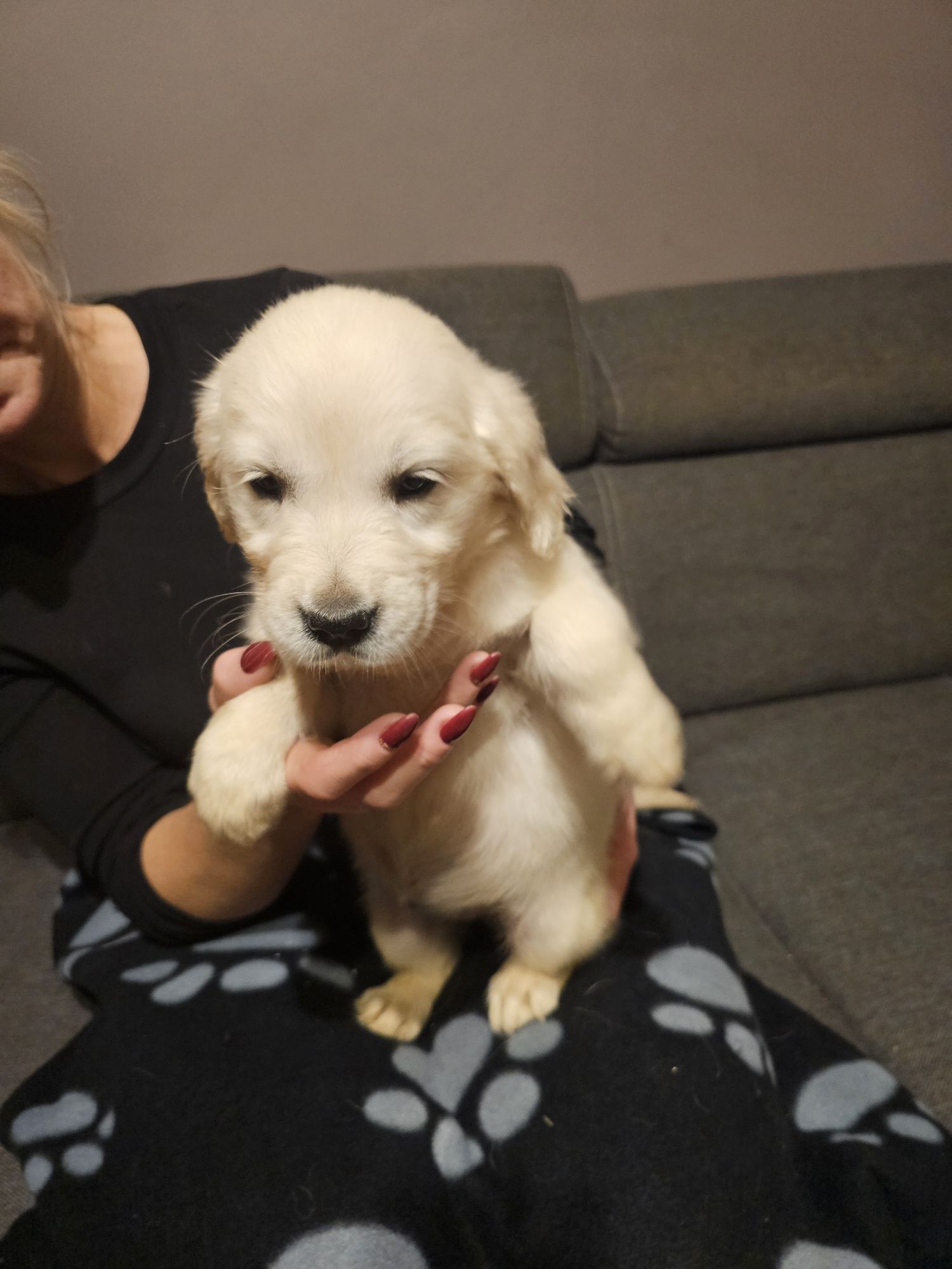 Golden retriever szczeniak