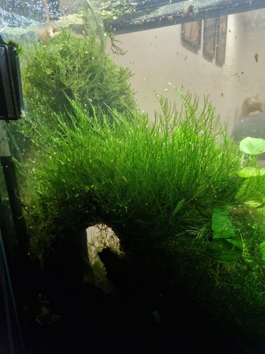 Sprzedam rośliny akwariowe