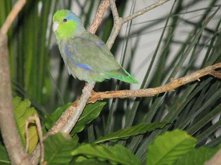Воробьиные попугаи , Лессона , синие и зеленые
