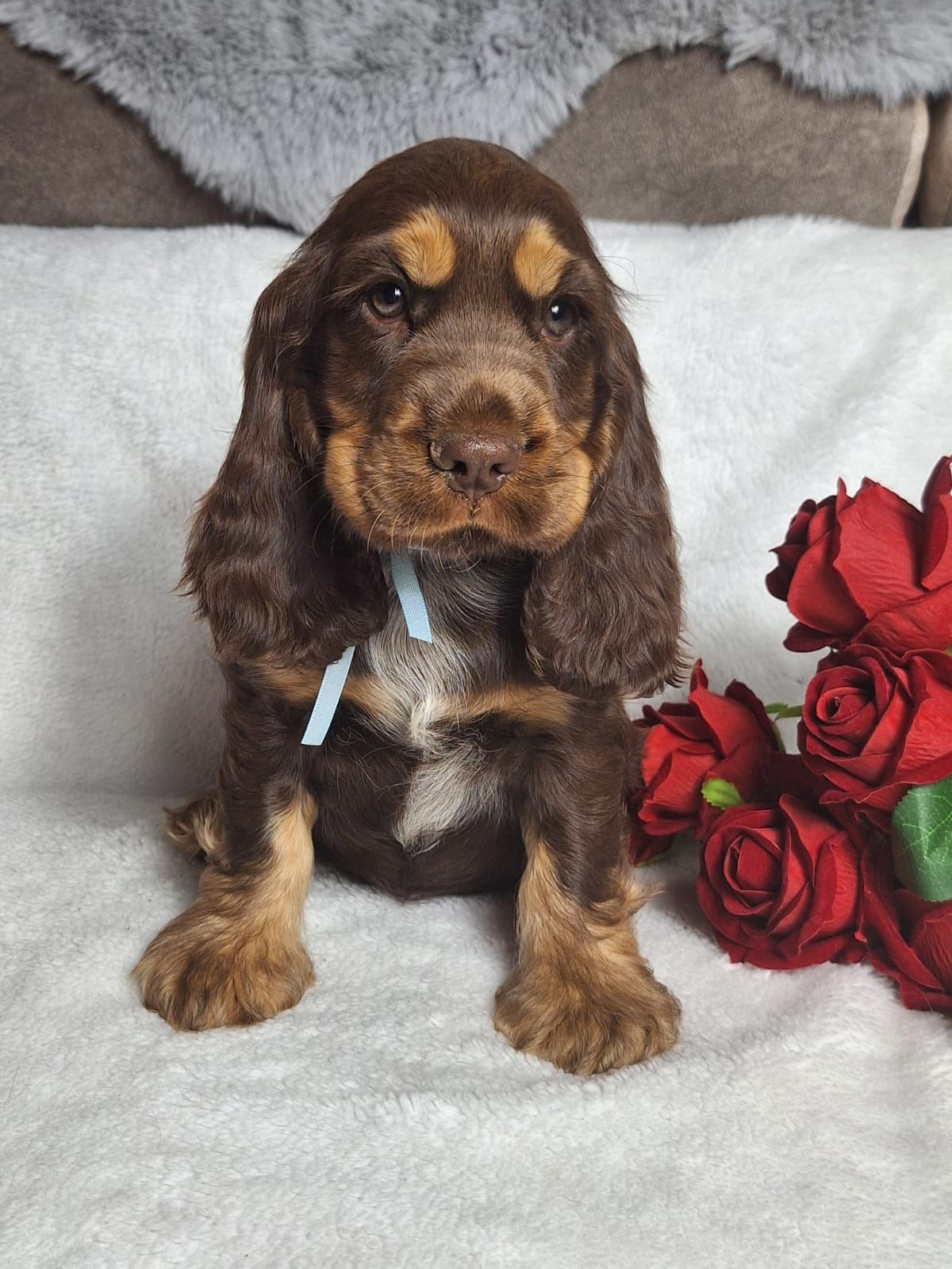 Cocker spaniel angielski - czekoladowo podpalany piesek