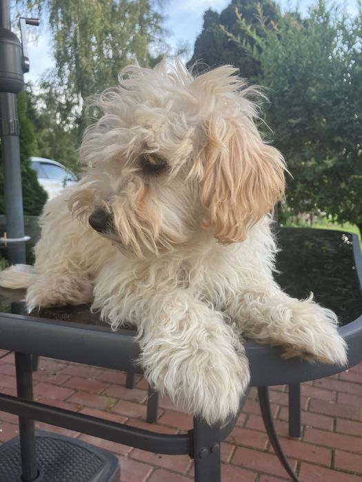 Piesek Maltipoo chkopiec