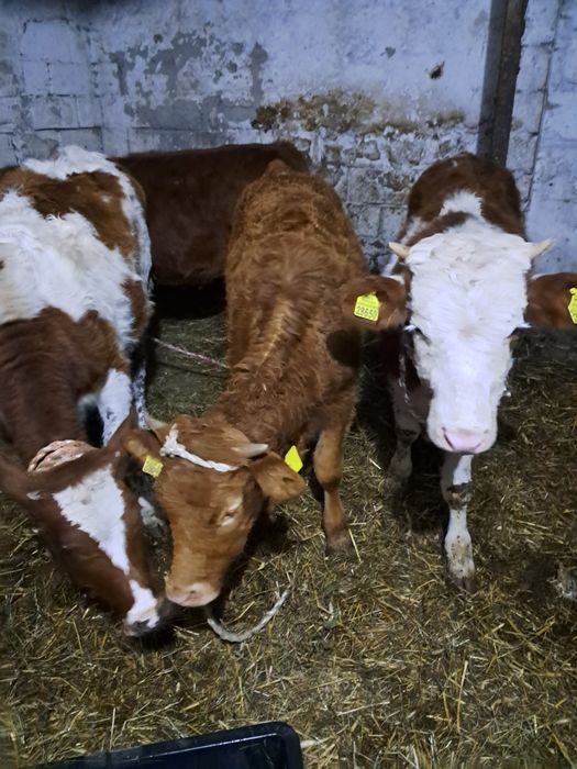 Jałóweczki jałóweczki