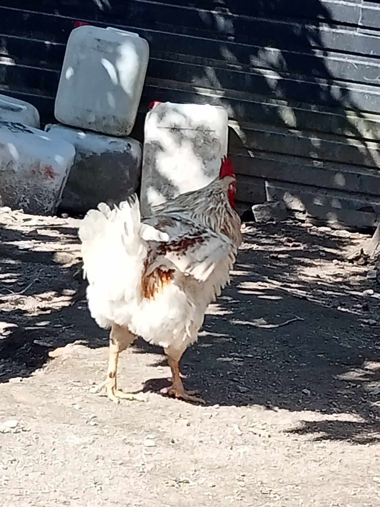 Vendo galo 25 euros