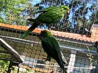 Ring nech verdes