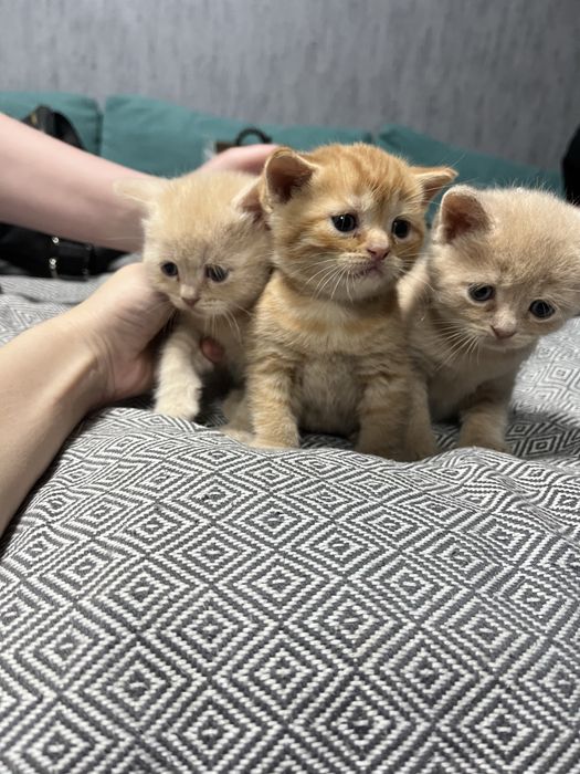 Британські кошенята