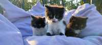 Koty kotki perskie