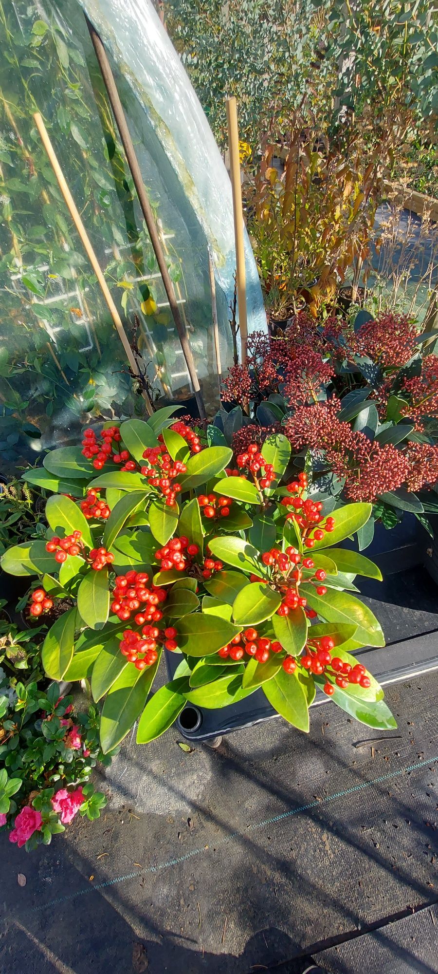 Skimmia Japonica,  żeńskie odmiany I męskie