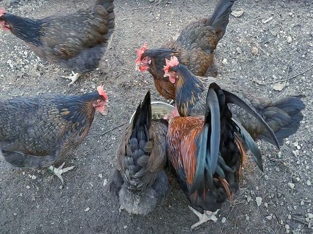 Яйце інкубаційне.Курчата, Доркінг золото, срібло.