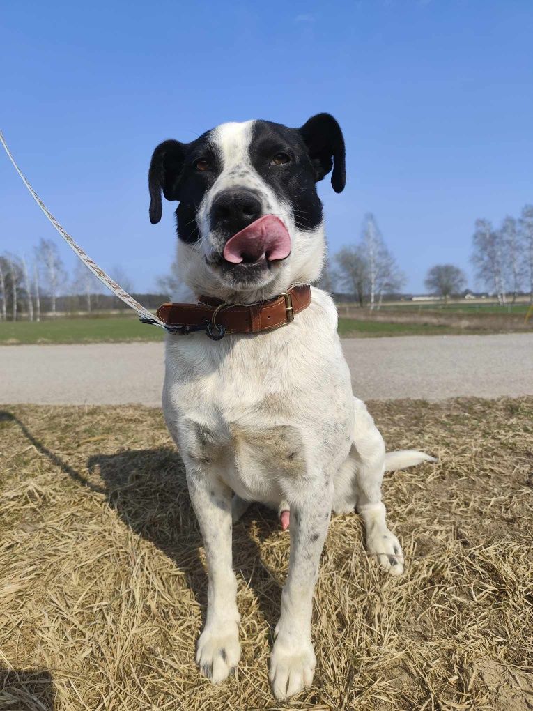 Psi ideał Kminek serdecznie poleca się do adopcji!
