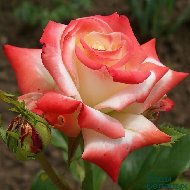 Саджанці троянд (саженцы роз) НАБІР 10 ШТ 450 ГРН