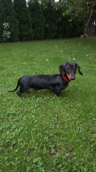 Jamnik Miniaturowy krótkowłosy piesek ZKwP FCI